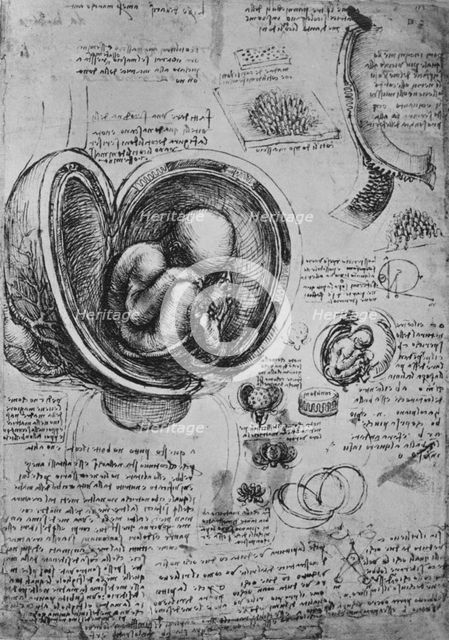 'Drawings of an Embryo in the Uterus', c1480 (1945). Artist: Leonardo da Vinci.