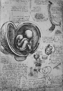 Drawings of an Embryo in the Uterus c1480 (1945). Artist: Leonardo da Vinci