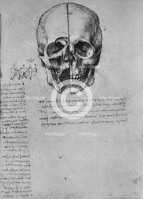 'Drawing of Two Halves of a Skull', c1480 (1945). Artist: Leonardo da Vinci.