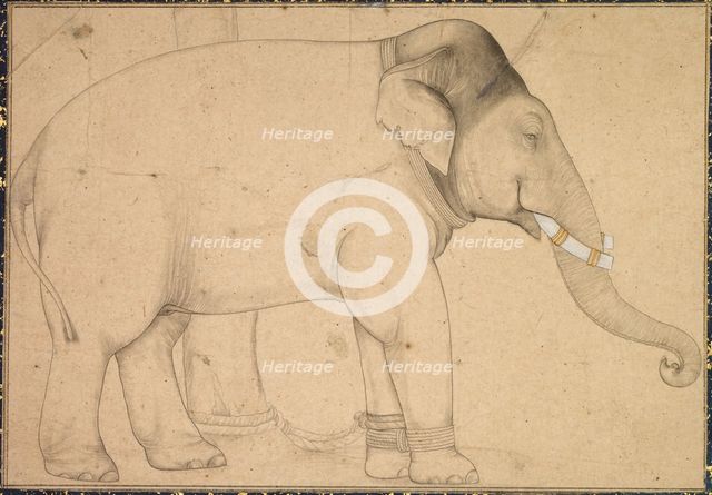 Drawing of an Elephant, c. 1700. Creator: Unknown.