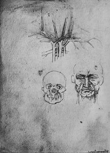 Drawing Showing the Position of the Blood Vessels in the Neck and Face c1480 (1945). Artist: Leonardo da Vinci