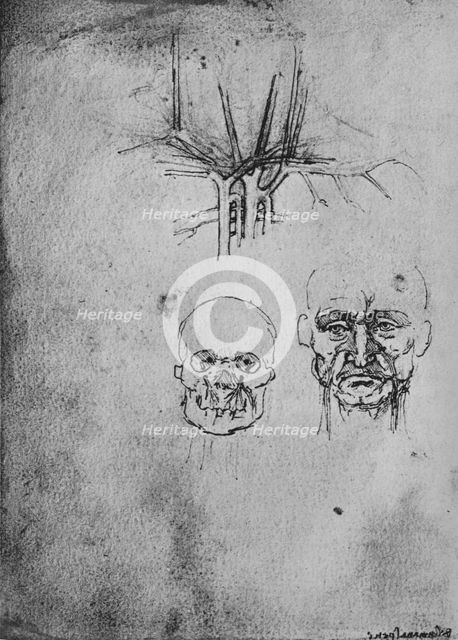 'Drawing Showing the Position of the Blood Vessels in the Neck and Face', c1480 (1945). Artist: Leonardo da Vinci.
