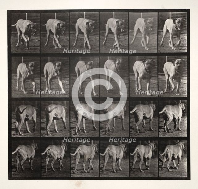 "Dread" Trotting, 1887. Creator: Eadweard J. Muybridge (American, 1830-1904); University of Pennsylvania.