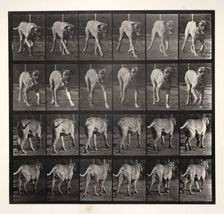 "Dread" Trotting, 1887. Creator: Eadweard J. Muybridge (American, 1830-1904); University of Pennsylvania