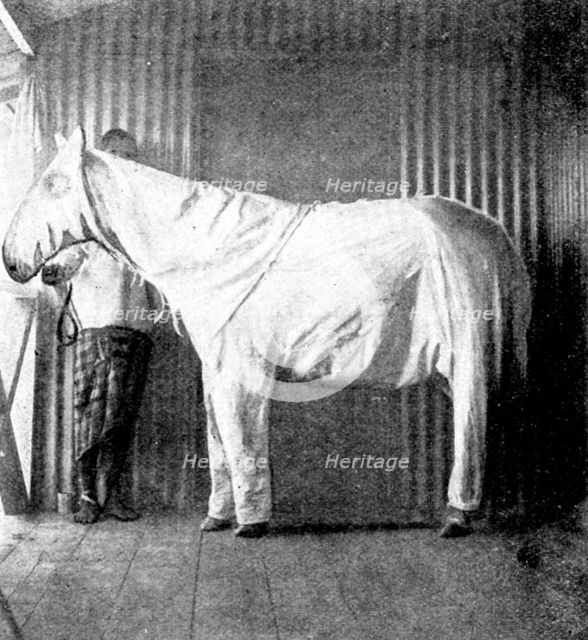 "Dressing" ponies for protection against the Tsetse Fly, 1898. Creator: Thomas Pelham Johnson.