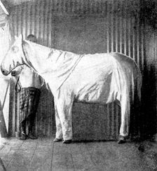 "Dressing" ponies for protection against the Tsetse Fly, 1898. Creator: Thomas Pelham Johnson