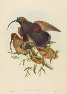 Drepanornis albertisi (Black-billed Sicklebill Bird of Paradise). Creators: John Gould, William Matthew Hart