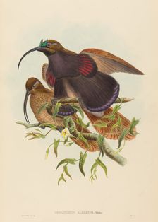 Drepanornis albertisi (Black-billed Sicklebill Bird of Paradise). Creators: John Gould, William Matthew Hart