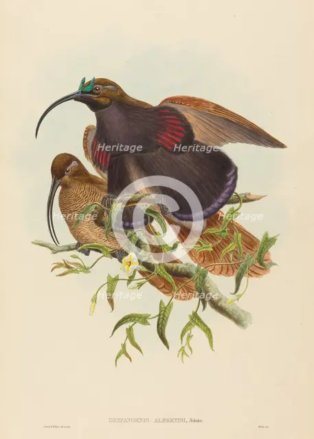 Drepanornis albertisi (Black-billed Sicklebill Bird of Paradise). Creators: John Gould, William Matthew Hart.