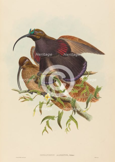 Drepanornis albertisi (Black-billed Sicklebill Bird of Paradise). Creators: John Gould, William Matthew Hart.