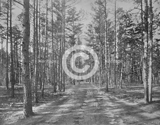 'Drive in Piney Wods Park, Lakewood, New Jersey', c1897. Creator: Unknown.