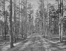 Drive in Piney Wods Park, Lakewood, New Jersey c1897. Creator: Unknown
