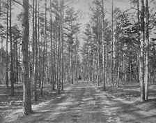 Drive in Piney Wods Park, Lakewood, New Jersey c1897. Creator: Unknown
