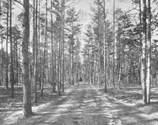 Drive in Piney Woods Park, Lakewood, New Jersey, USA, c1900. Creator: Unknown