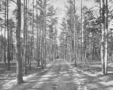 Drive in Piney Woods Park, Lakewood, New Jersey, USA, c1900. Creator: Unknown