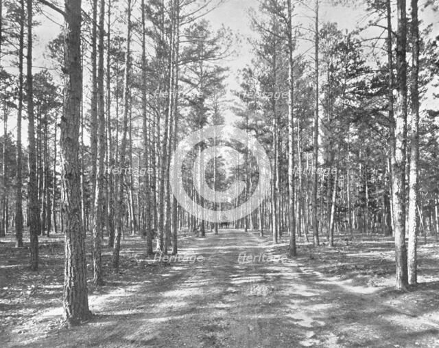 Drive in Piney Woods Park, Lakewood, New Jersey, USA, c1900.  Creator: Unknown.
