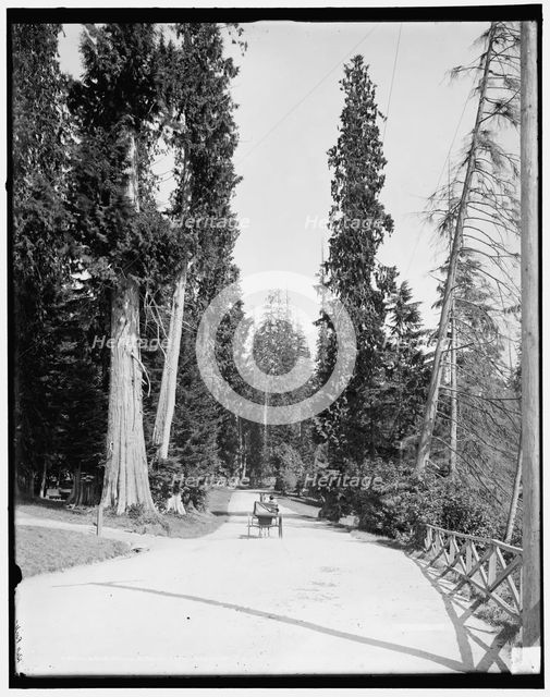 Driveway in Stanley Park, Vancouver, B.C., (1902?). Creator: Unknown.