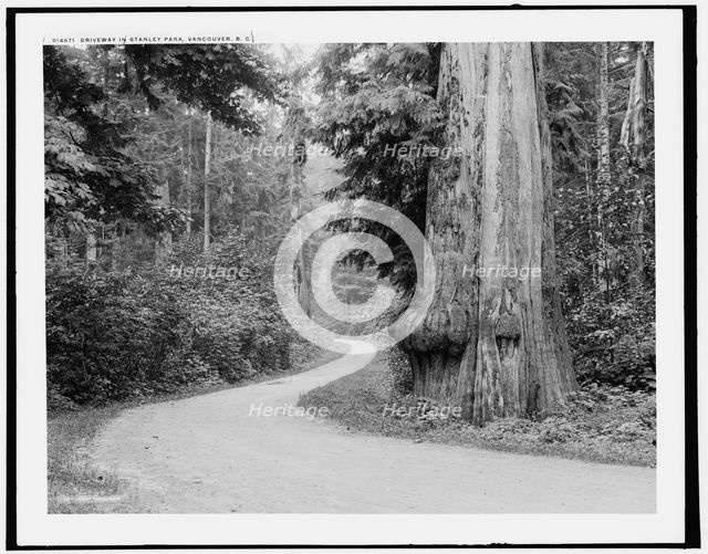 Driveway in Stanley Park, Vancouver, B.C., c1902. Creator: Unknown.