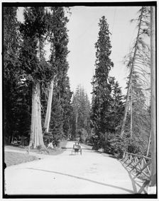 Driveway in Stanley Park, Vancouver, B.C., (1902?). Creator: Unknown