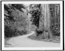 Driveway in Stanley Park, Vancouver, B.C., c1902. Creator: Unknown