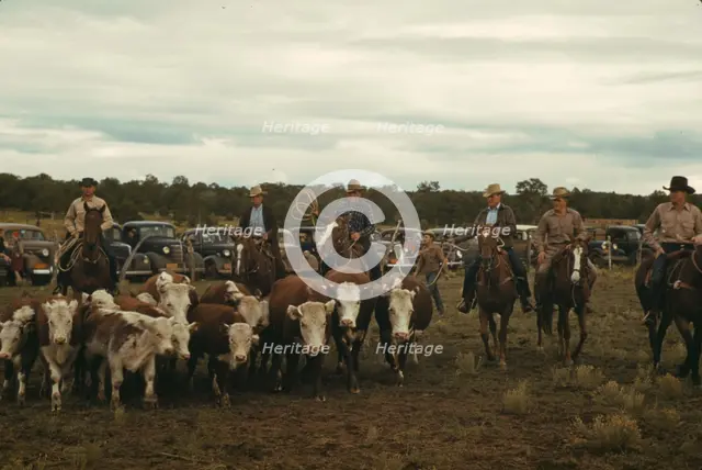 Driving calves into the corral for roping at the rodeo of the Pie Town, New Mexico Fair, 1940. Creator: Russell Lee.