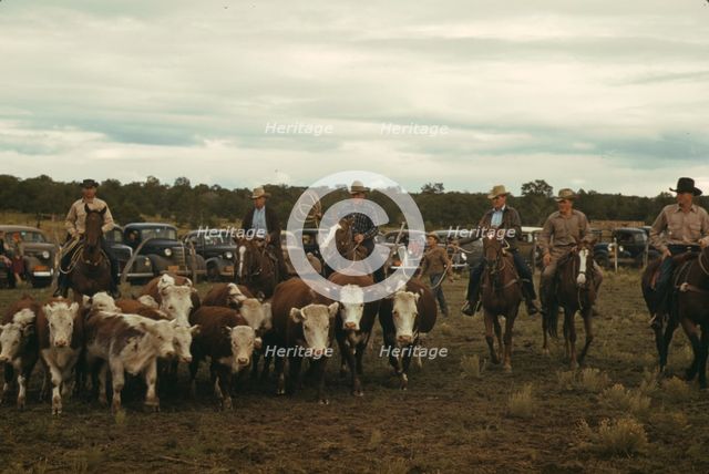 Driving calves into the corral for roping at the rodeo of the Pie Town, New Mexico Fair, 1940. Creator: Russell Lee.