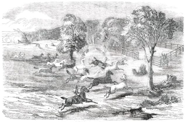 Driving Horses to the Stock-Yard, 1850. Creator: Unknown.
