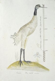 Dromaius novaehollandiae (Emu), 1770-1780. Creator: George Raper