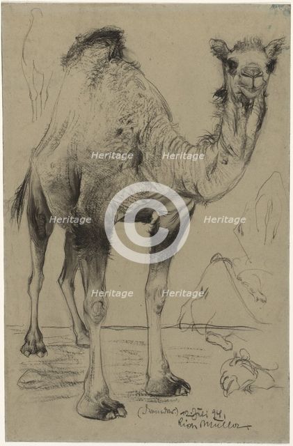 Dromedary, 1894. Creator: Richard Müller (Austrian, 1874-1930).