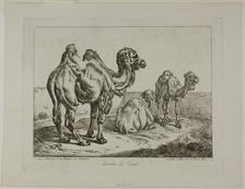 Dromedary and Camel, 1817. Creator: Johann Adam Klein