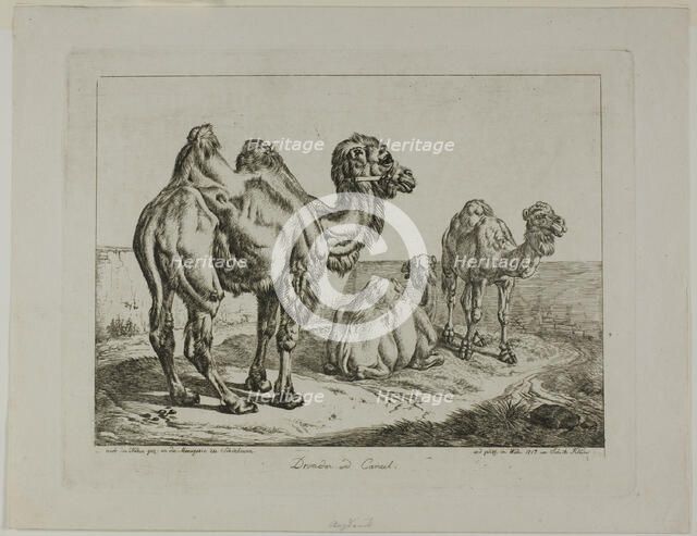 Dromedary and Camel, 1817. Creator: Johann Adam Klein.