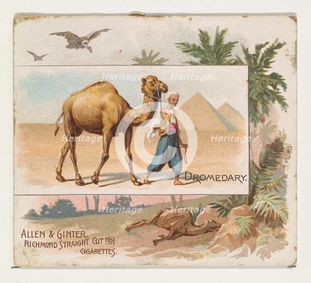 Dromedary, from Quadrupeds series (N41) for Allen & Ginter Cigarettes, 1890. Creator: Allen & Ginter.