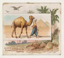 Dromedary, from Quadrupeds series (N41) for Allen & Ginter Cigarettes, 1890. Creator: Allen & Ginter