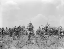 Drought corn, Central Georgia, 1936. Creator: Dorothea Lange