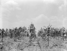 Drought corn, Central Georgia, 1936. Creator: Dorothea Lange