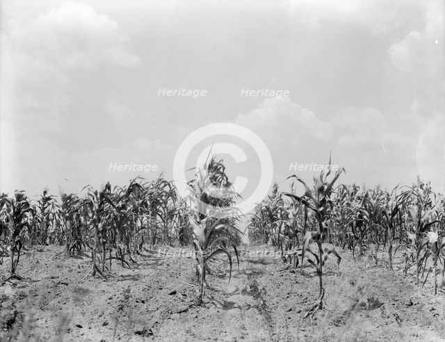 Drought corn, Central Georgia, 1936. Creator: Dorothea Lange.