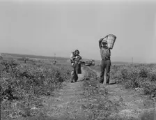 Drought refugees from Oklahoma at work in the pea fields near Nipomo, California, 1937. Creator: Dorothea Lange