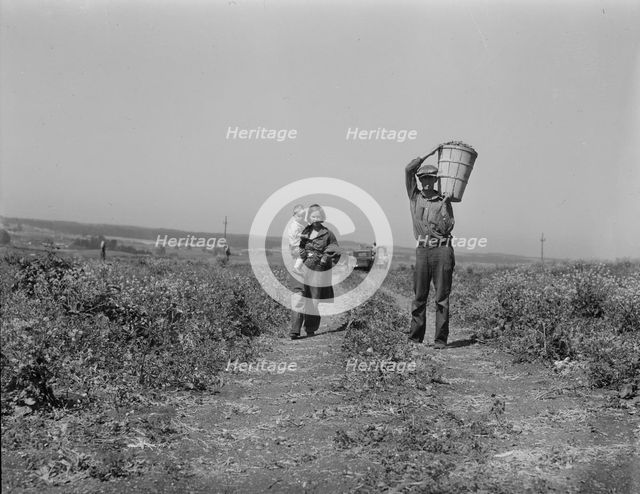 Drought refugees from Oklahoma at work in the pea fields near Nipomo, California, 1937. Creator: Dorothea Lange.