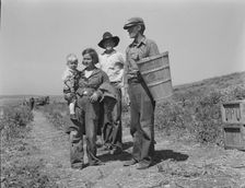 Drought refugees from Oklahoma at work in the pea fields near Nipomo, California, 1937. Creator: Dorothea Lange