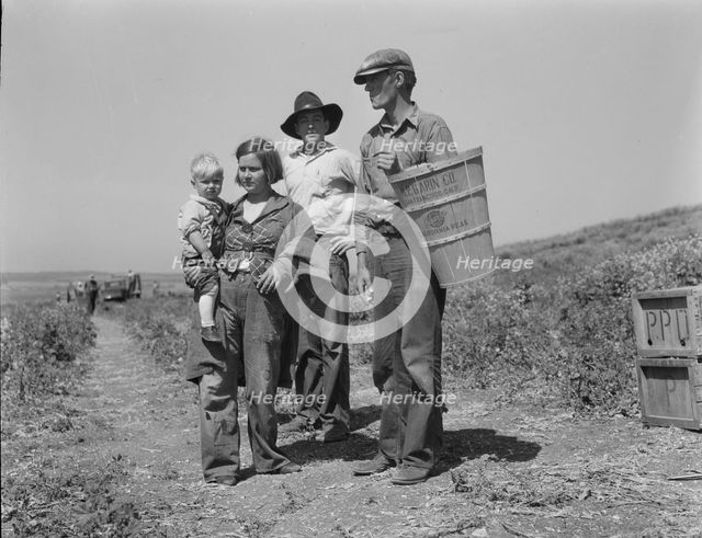 Drought refugees from Oklahoma at work in the pea fields near Nipomo, California, 1937. Creator: Dorothea Lange.