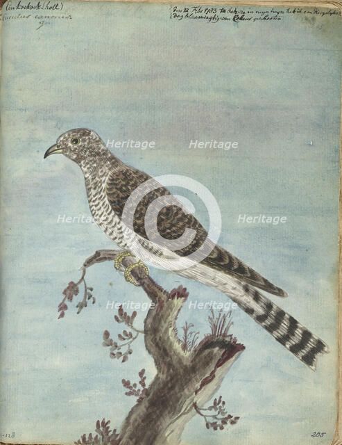 Dutch cuckoo, 1770-1787. Creator: Jan Brandes.