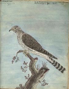 Dutch cuckoo, 1770-1787. Creator: Jan Brandes