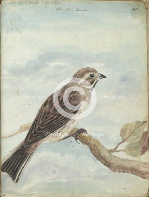 Dutch bird, (Fringilla), 1770-1787. Creator: Jan Brandes.