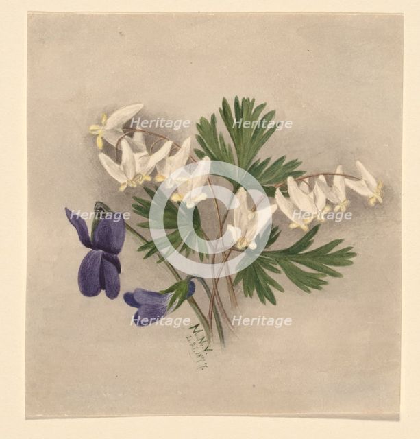 Dutchman's Breeches (Bikukulla cucullaria), 1877. Creator: Mary Vaux Walcott.