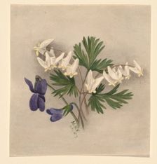 Dutchman's Breeches (Bikukulla cucullaria), 1877. Creator: Mary Vaux Walcott