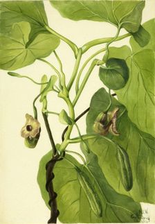 Dutchman's Pipe, 1934. Creator: Mary Vaux Walcott