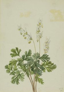 Dutchman's Breetches (Bikukulla cucullaria), 1925. Creator: Mary Vaux Walcott
