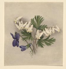 Dutchman's Breeches (Bikukulla cucullaria), 1877. Creator: Mary Vaux Walcott