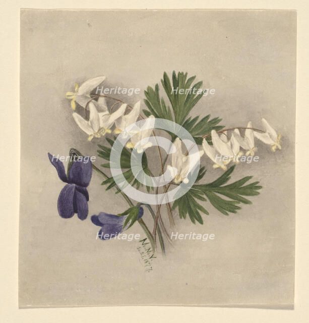Dutchman's Breeches (Bikukulla cucullaria), 1877. Creator: Mary Vaux Walcott.