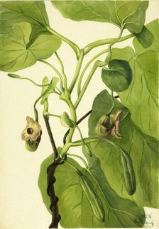 Dutchman's Pipe, 1934. Creator: Mary Vaux Walcott